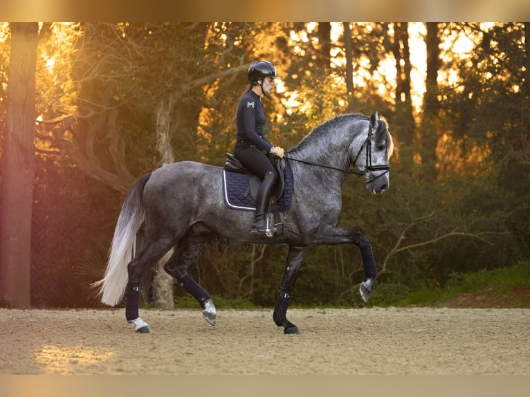 PRE Stallion 4 years 15,3 hh Gray-Dapple in Barcelona
