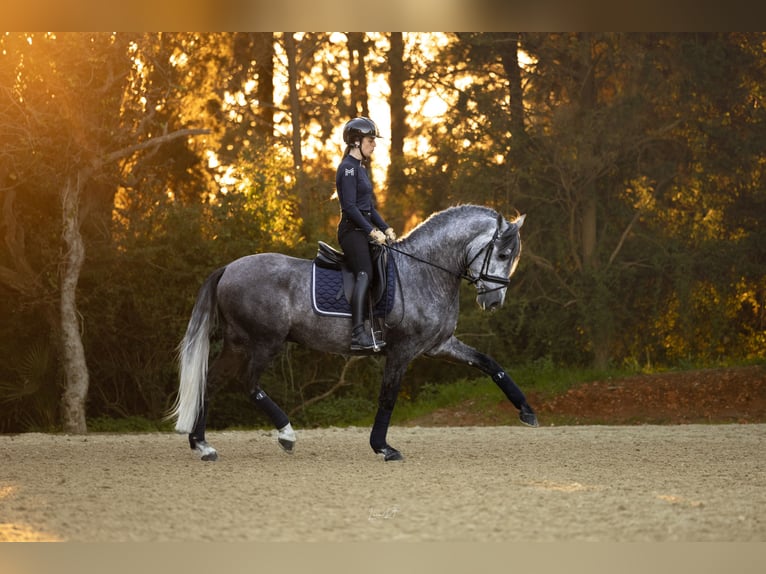 PRE Stallion 4 years 15,3 hh Gray-Dapple in Barcelona