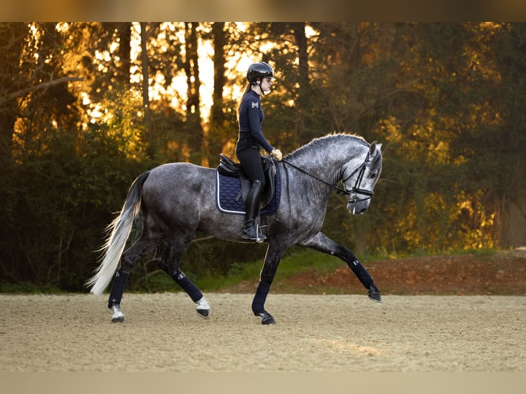 PRE Stallion 4 years 15,3 hh Gray-Dapple in Barcelona