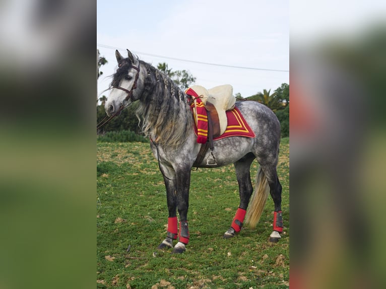 PRE Mix Stallion 4 years 15,3 hh Gray in Vejer de la Frontera