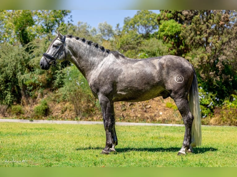PRE Stallion 4 years 15,3 hh Grey-Dapple in Barcelona