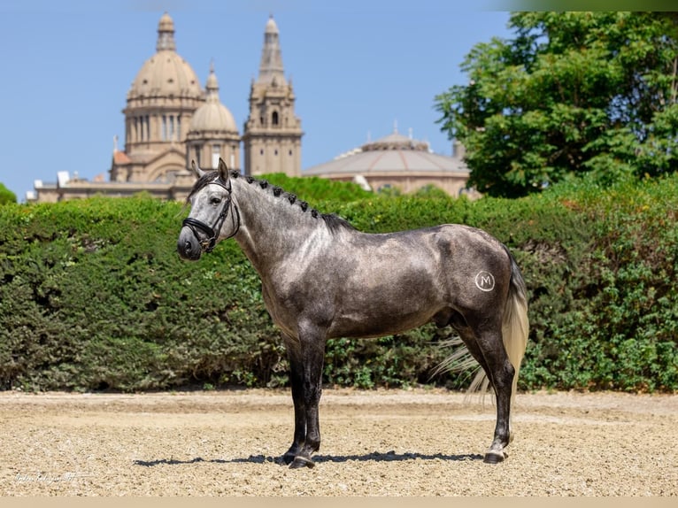 PRE Stallion 4 years 15,3 hh Grey-Dapple in Barcelona