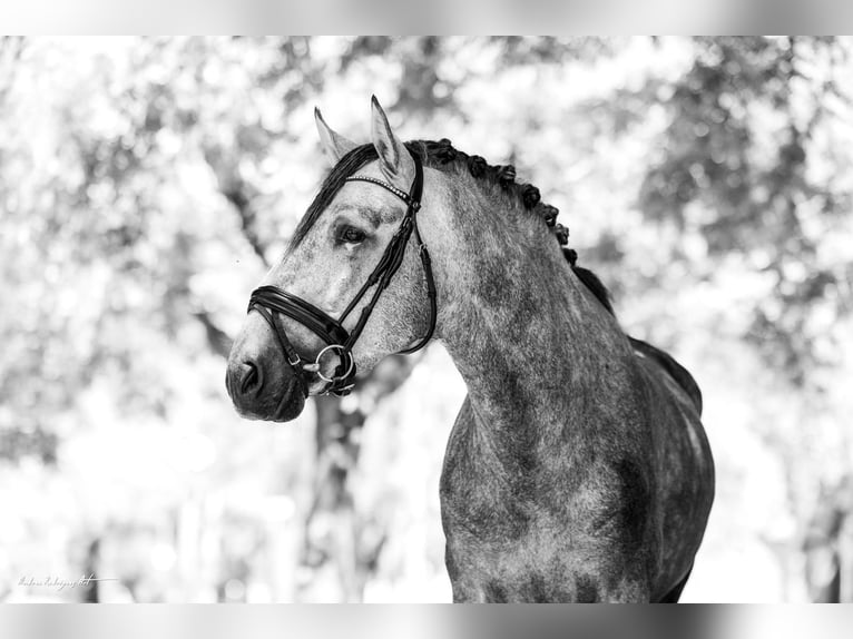 PRE Stallion 4 years 15,3 hh Grey-Dapple in Barcelona