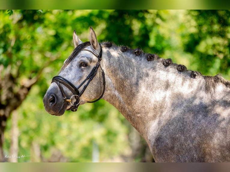 PRE Stallion 4 years 15,3 hh Grey-Dapple in Barcelona