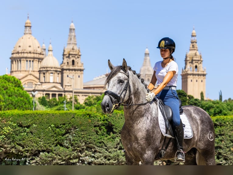 PRE Stallion 4 years 15,3 hh Grey-Dapple in Barcelona