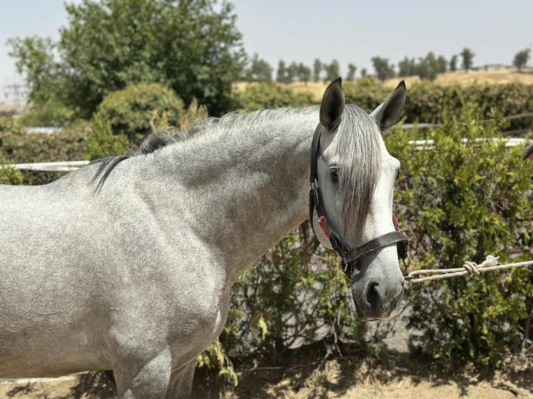 PRE Mix Stallion 4 years 15,3 hh Grey in Galaroza (Huelva)