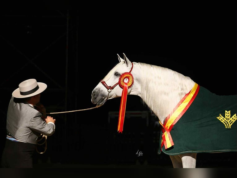 PRE Stallion 4 years 15,3 hh Grey in Galaroza (Huelva)
