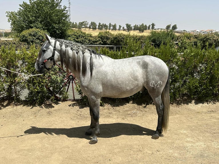 PRE Mix Stallion 4 years 15,3 hh Grey in Galaroza (Huelva)