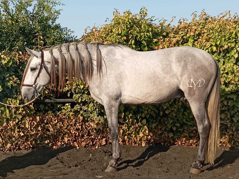 PRE Mix Stallion 4 years 15,3 hh Grey in Galaroza (Huelva)