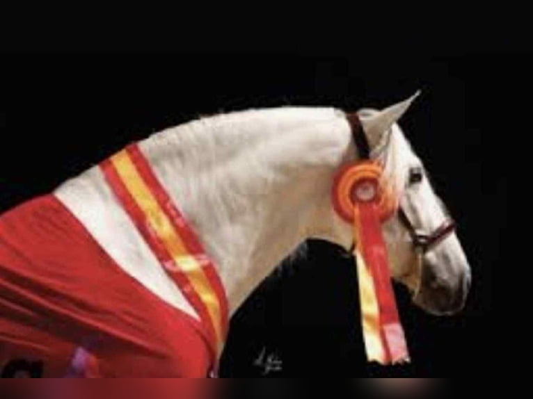PRE Stallion 4 years 15,3 hh Grey in Galaroza (Huelva)