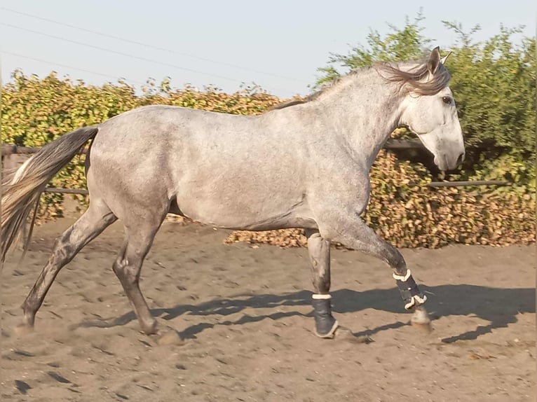PRE Mix Stallion 4 years 15,3 hh Grey in Galaroza (Huelva)