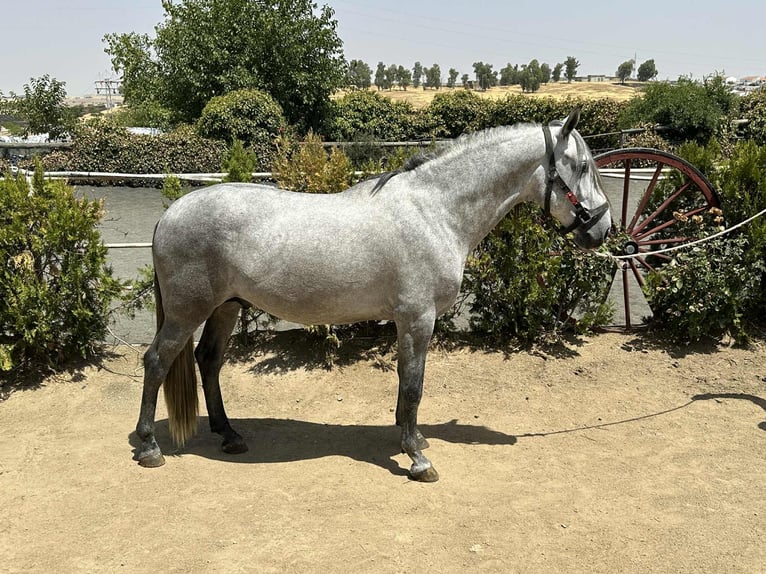 PRE Mix Stallion 4 years 15,3 hh Grey in Galaroza (Huelva)