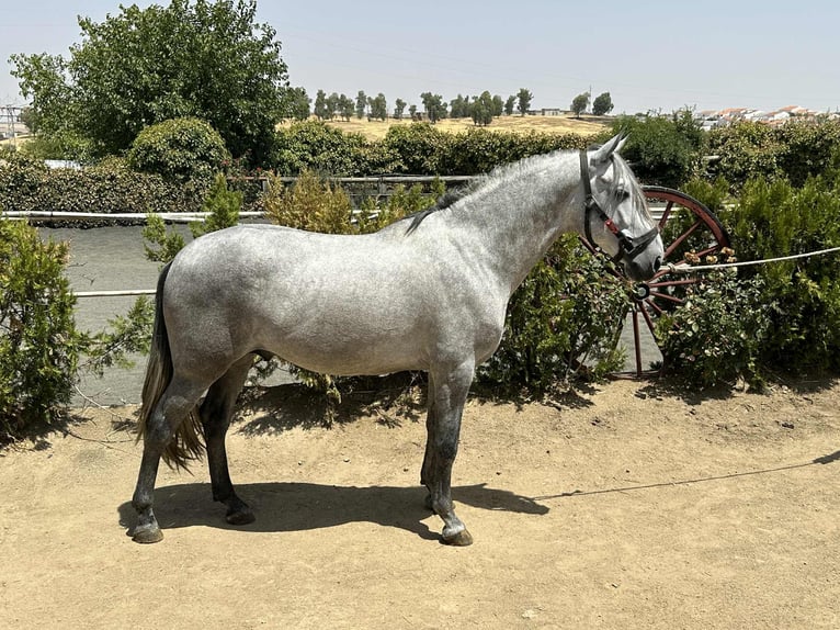 PRE Mix Stallion 4 years 15,3 hh Grey in Galaroza (Huelva)