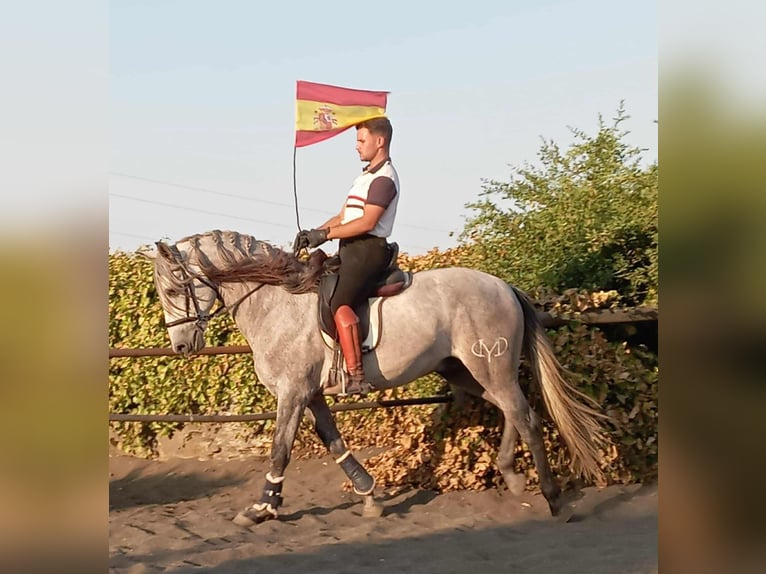 PRE Mix Stallion 4 years 15,3 hh Grey in Galaroza (Huelva)