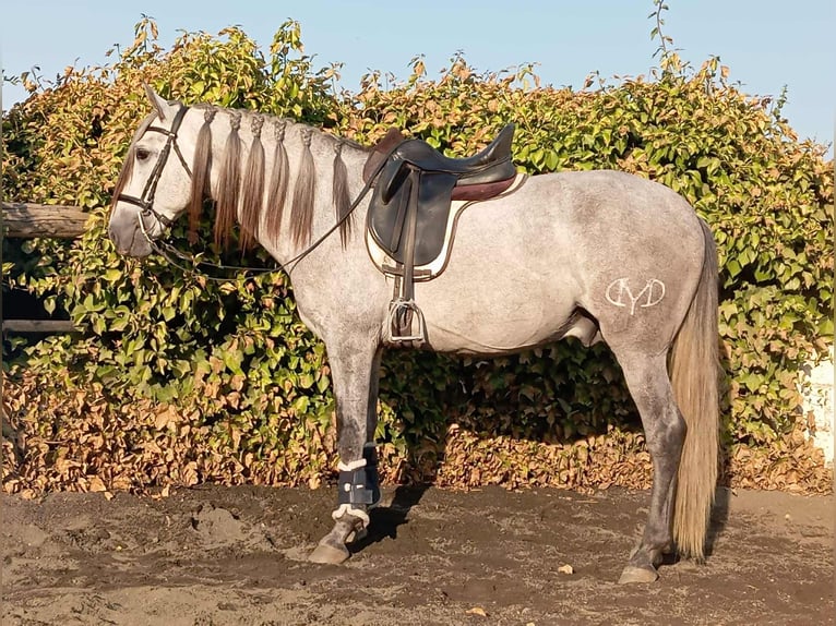 PRE Mix Stallion 4 years 15,3 hh Grey in Galaroza (Huelva)