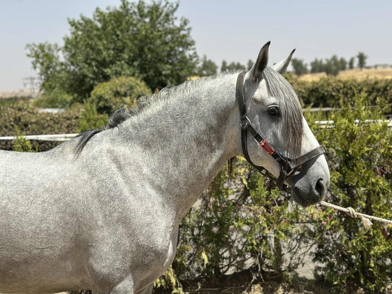 PRE Mix Stallion 4 years 15,3 hh Grey in Galaroza (Huelva)