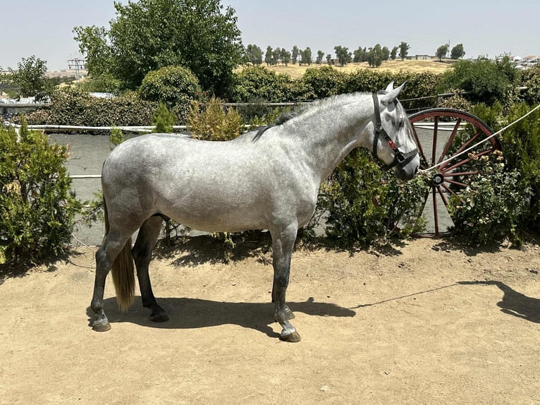PRE Mix Stallion 4 years 15,3 hh Grey in Galaroza (Huelva)