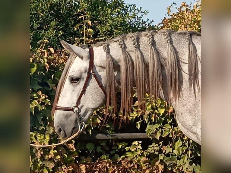 PRE Mix Stallion 4 years 15,3 hh Grey in Galaroza (Huelva)