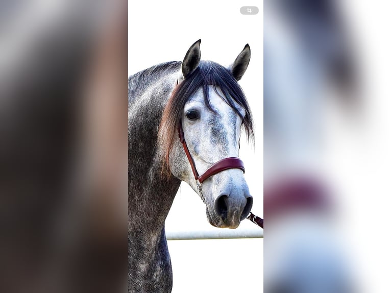 PRE Stallion 4 years 15,3 hh Grey in Las Pi&#xF1;as