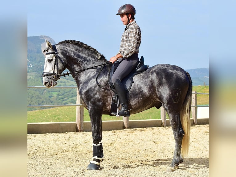 PRE Stallion 4 years 15,3 hh Grey in Las Pi&#xF1;as