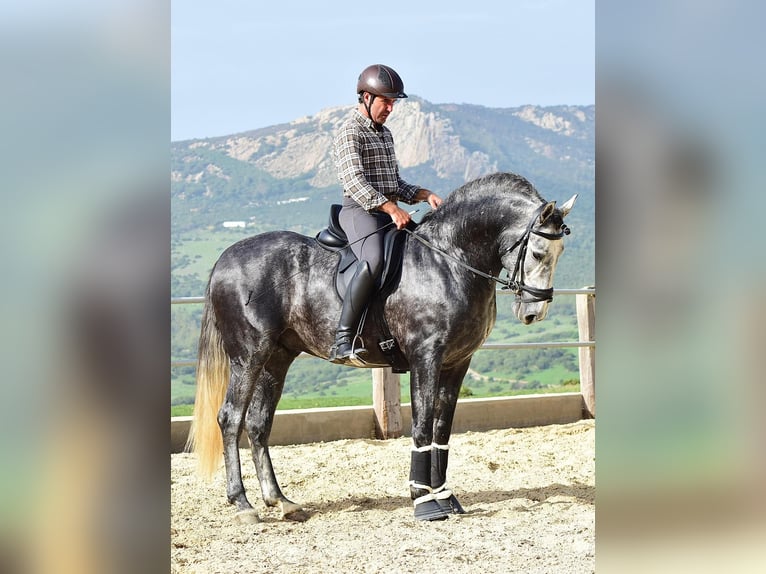 PRE Stallion 4 years 15,3 hh Grey in Las Pi&#xF1;as