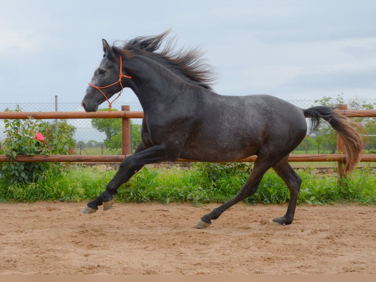 PRE Mix Stallion 4 years 15,3 hh Grey in MatajudaicaMonells