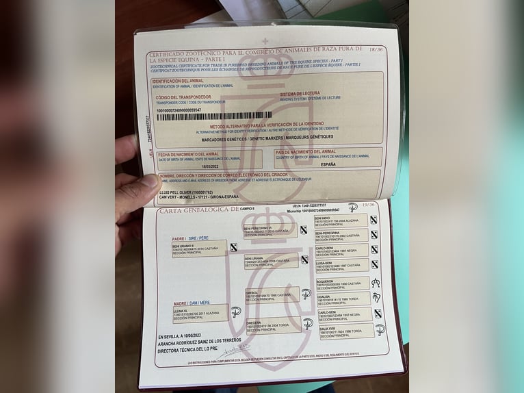 PRE Mix Stallion 4 years 15,3 hh Grey in MatajudaicaMonells