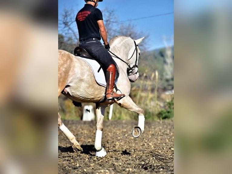 PRE Mix Stallion 4 years 15,3 hh Grey in Barcelona