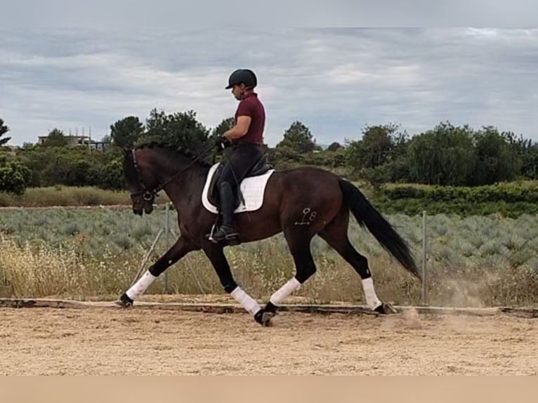 PRE Mix Stallion 4 years 16.1 hh Bay-Dark in Betera