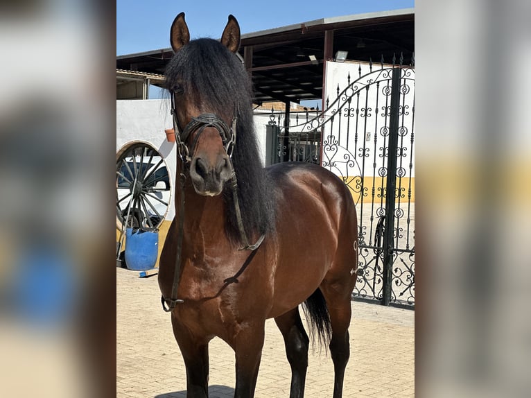 PRE Mix Stallion 4 years 16.1 hh Bay-Dark in Betera