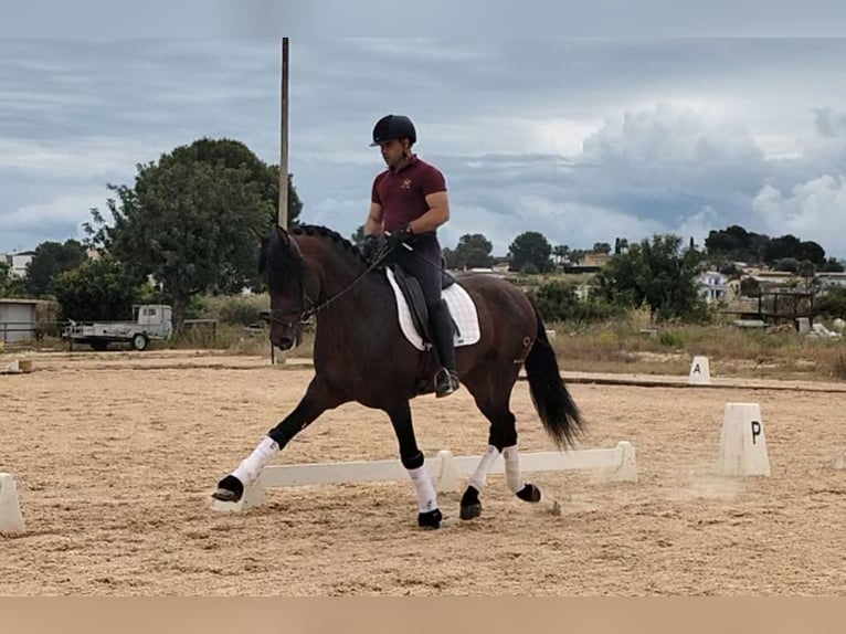 PRE Mix Stallion 4 years 16.1 hh Bay-Dark in Betera