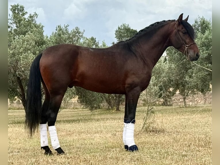 PRE Mix Stallion 4 years 16.1 hh Bay-Dark in Betera