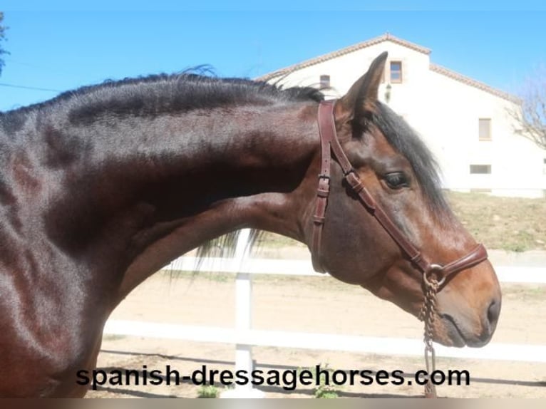 PRE Mix Stallion 4 years 16,1 hh Bay-Dark in Barcelona