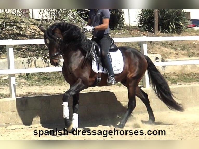 PRE Mix Stallion 4 years 16,1 hh Bay-Dark in Barcelona