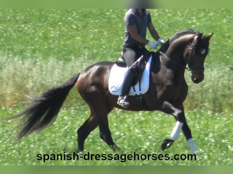 PRE Mix Stallion 4 years 16,1 hh Bay-Dark in Barcelona