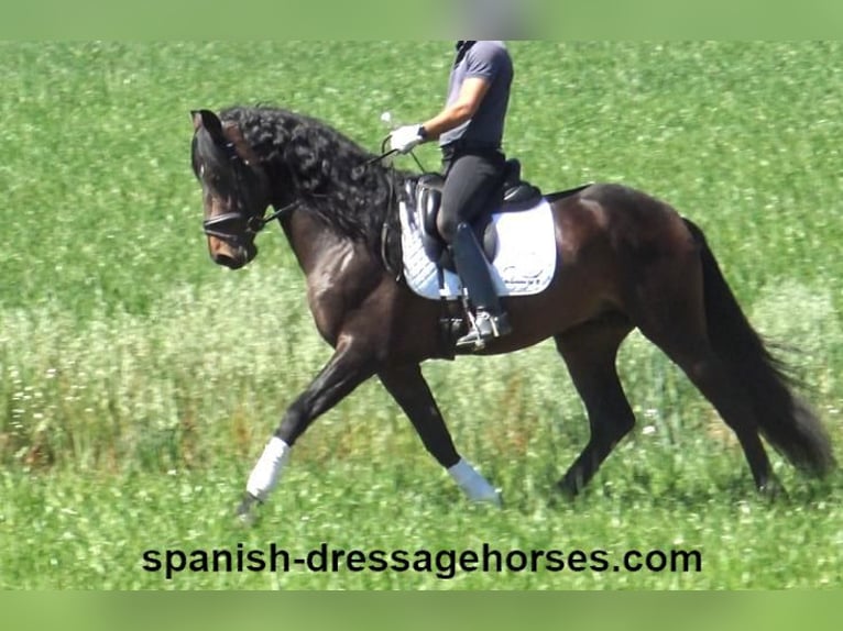 PRE Mix Stallion 4 years 16,1 hh Bay-Dark in Barcelona