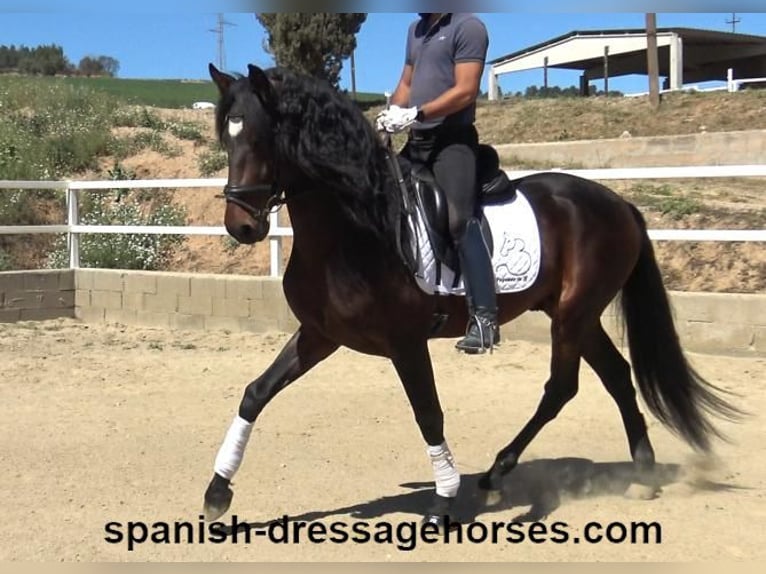 PRE Mix Stallion 4 years 16,1 hh Bay-Dark in Barcelona