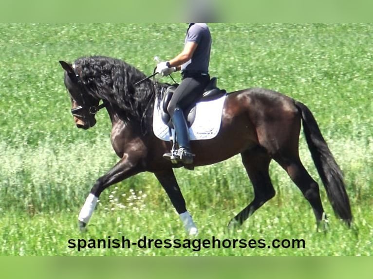 PRE Mix Stallion 4 years 16,1 hh Bay-Dark in Barcelona