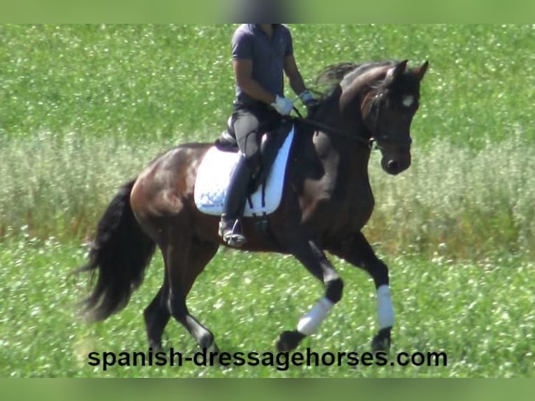 PRE Mix Stallion 4 years 16,1 hh Bay-Dark in Barcelona