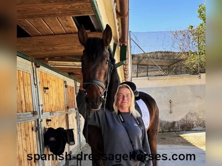 PRE Mix Stallion 4 years 16,1 hh Bay-Dark in Barcelona