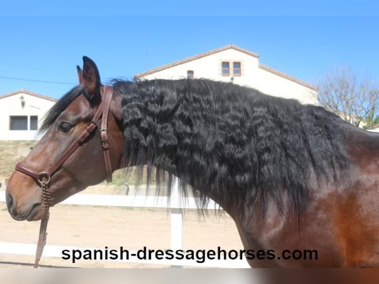 PRE Mix Stallion 4 years 16,1 hh Bay-Dark in Barcelona