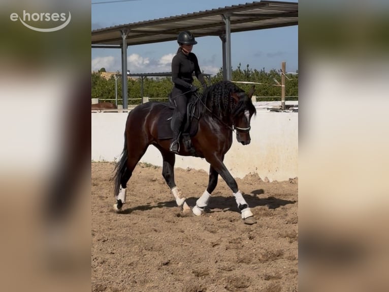 PRE Stallion 4 years 16.1 hh Bay-Dark in Traveses (Partida)