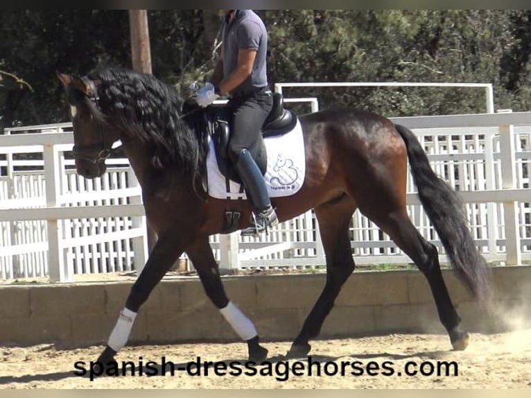 PRE Mix Stallion 4 years 16,1 hh Bay-Dark in Barcelona