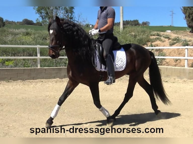 PRE Mix Stallion 4 years 16,1 hh Bay-Dark in Barcelona