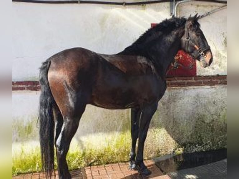 PRE Mix Stallion 4 years 16,1 hh Bay in MADRID