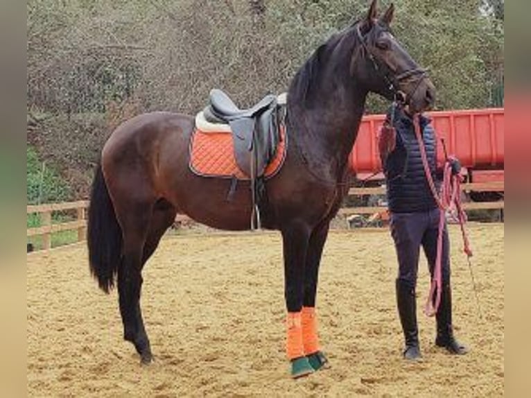 PRE Mix Stallion 4 years 16,1 hh Bay in MADRID