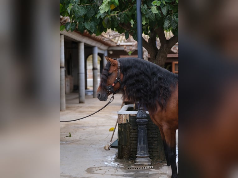 PRE Mix Stallion 4 years 16,1 hh Bay in Hamburg