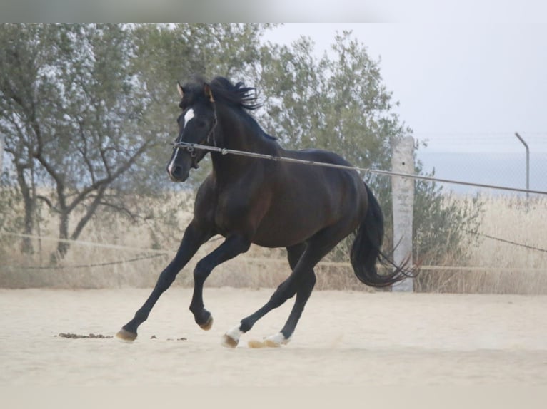 PRE Stallion 4 years 16.1 hh Black in Carmona
