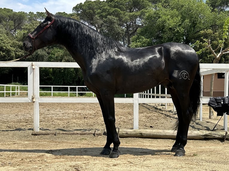 PRE Stallion 4 years 16,1 hh Black in Palafolls