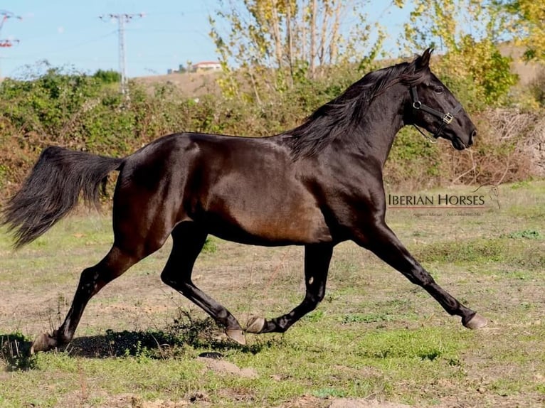 PRE Mix Stallion 4 years 16.1 hh Black in Navas Del Madroño